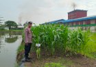 Polsek-Krian-Masifkan-Program-Ketahanan-Pangan-di-Desa-Ponokawan-Krian
