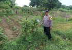Bhabinkamtibmas-Desa-Kedungrejo-Cek-Lahan-P2B-untuk-Dukung-Ketahanan-Pangan