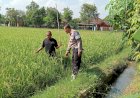 Kapolsek-Tanggulangin-Dukung-Ketahanan-Pangan-Lewat-Program-Pekarangan-Pangan-Bergizi