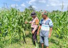 POLRESTA-SIDOARJO-|-Cek-Ketahanan-Pangan,-Polsek-Balongbendo-Sambangi-Lahan-Pekarangan-Bergizi-di-Desa-Bakungtemenggungan