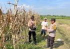 Polisi-Apresiasi-Panen-Jagung-di-Lahan-Ketahanan-Pangan-Krembung