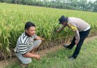 Bhabinkamtibmas-Waruberon-Sambang-Petani-Penggerak-Ketahanan-Pangan