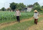 Polsek-Tarik-Gelar-Patroli-Ketahanan-Pangan-dan-Dialogis-Bersama-Petani-Jagung