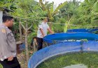 Bhabinkamtibmas-Sidodadi-Dampingi-Budidaya-Lele-untuk-Ketahanan-Pangan