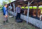 Polisi-Tinjau-Lahan-Ketahanan-Pangan-di-Desa-Boro,-Dukung-Program-P2B-Tanggulangin