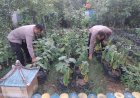 Polisi-Cinta-Petani,-Kapolsek-Krembung-Turun-Langsung-Pantau-Pekarangan-Pangan-di-Lemujut