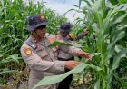 Sinergitas-Dukung-Ketahanan-Pangan-Melalui-Tanam-Jagung-di-Desa-Seduri