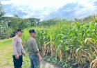 Bhabinkamtibmas-Polsek-Taman-Cek-Lahan-Jagung-dan-Berdialog-dengan-Warga