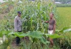 Bhabinkamtibmas-Desa-Kraton-Pantau-Pertumbuhan-Jagung,-Dukung-Program-Ketahanan-Pangan-Nasional