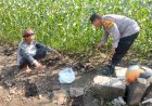 Polsek-Sedati-Dampingi-Perawatan-Jagung-Pekarangan-di-Desa-Buncitan-untuk-Dukung-Swasembada-Pangan