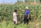 Bhabinkamtibmas-Desa-Lebo-Pantau-Perkembangan-Tanaman-Jagung,-Perkuat-Ketahanan-Pangan-dan-Swasembada-Pangan-Nasional
