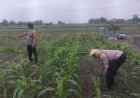 Dukung-Swasembada-Pangan-Asta-Cita,-Polsek-Krembung-Sidoarjo-Sulap-Pekarangan-Jadi-Lahan-Jagung-Hibrida
