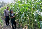 Dukung-Swasembada-Pangan,-Polsek-Krembung-Dampingi-Petani-Jagung-di-Desa-Lemujut
