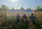 Polsek-Wonoayu-Panen-Raya-Jagung,-Dukung-Swasembada-Pangan