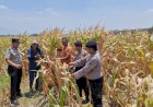 Polsek-Prambon-Pantau-Lahan-Jagung-di-Bulang,-Perkuat-Ketahanan-Pangan-Bersama-Petani