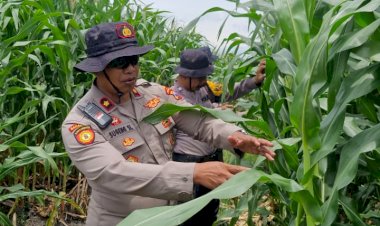 Sinergitas-Dukung-Ketahanan-Pangan-Melalui-Tanam-Jagung-di-Desa-Seduri