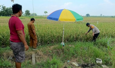 Polisi-bersama-Petani-Pantau-Pertumbuhan-Jagung-di-Sumokembangsri-Balongbendo