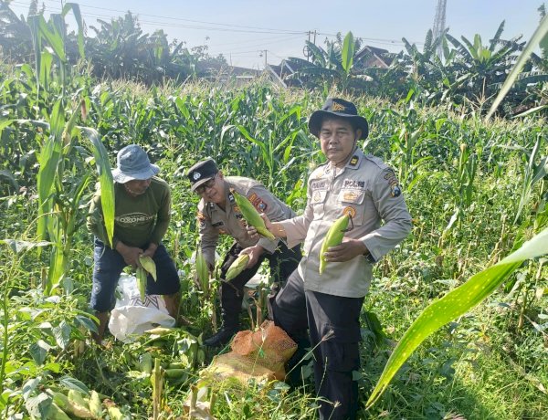 Panen Jagung 800 Kg, Polsek Porong Gandeng Petani Wujudkan Swasembada Pangan