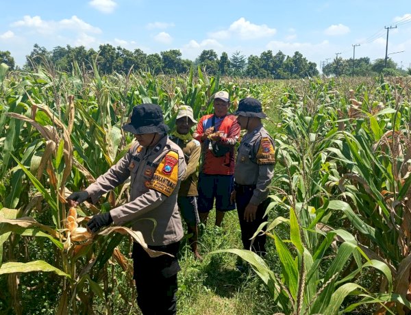 Polresta Sidoarjo Dorong Swasembada Pangan, Lahan Jagung di Balongbendo Siap Panen