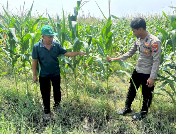 Optimalisasi Program Ketahanan Pangan, Polsek Prambon Dampingi Petani Jagung
