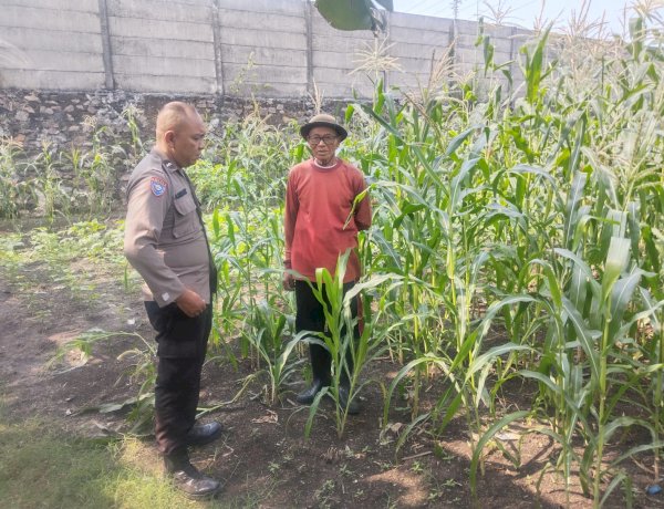 Bhabinkamtibmas Polsek Buduran Intensifkan Pengecekan Ladang Jagung untuk Dukung Ketahanan Pangan
