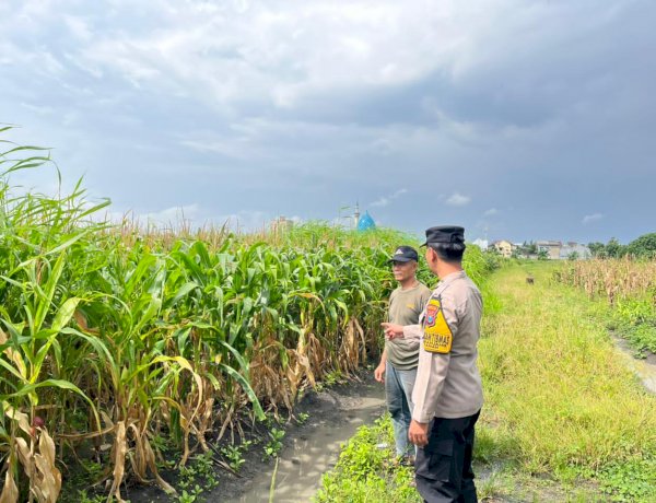 Bhabinkamtibmas Taman Cek Lahan Jagung Warga