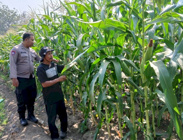 Dukung Swasembada Pangan, Polsek Krembung Dampingi Petani Jagung di Desa Lemujut
