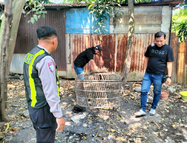 Polsek Taman Respon Cepat Aduan Warga Dugaan Judi Sabung Ayam di Sambibulu