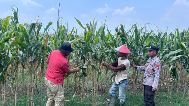 Polsek-Prambon-Cek-Lahan-Jagung-di-Desa-Bulang