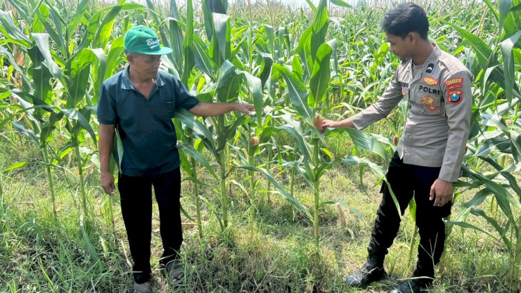 Optimalisasi-Program-Ketahanan-Pangan,-Polsek-Prambon-Dampingi-Petani-Jagung