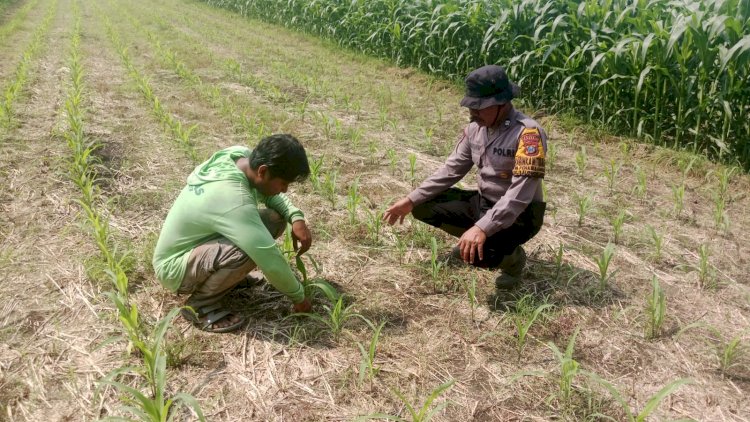Sukseskan-Asta-Cita-Presiden-Sektor-Ketahanan-Pangan,-Polresta-Sidoarjo-Aktif-Turunkan-Anggota-Pantau-Lahan-Jagung