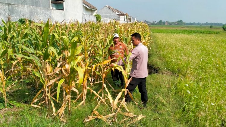 Jelang Panen Jagung, Polsek Wonoayu Berharap Mampu Dongkrak Swasembada Pangan