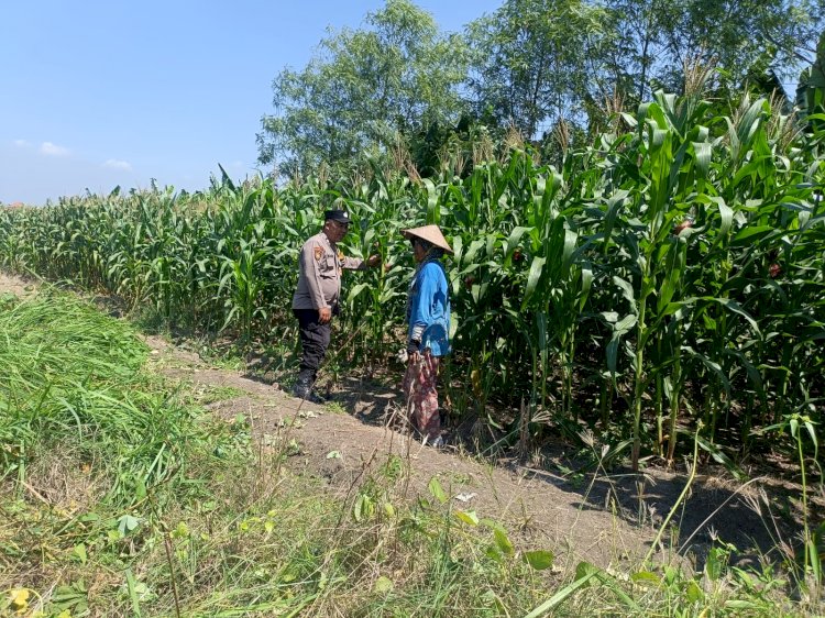Polsek Candi Dukung Ketahanan Pangan Lewat Jagung