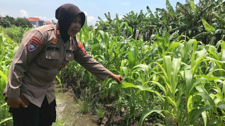 Tanaman Jagung Mulai Berbuah, Polsek Gedangan Intensifkan Pendampingan Ketahanan Pangan