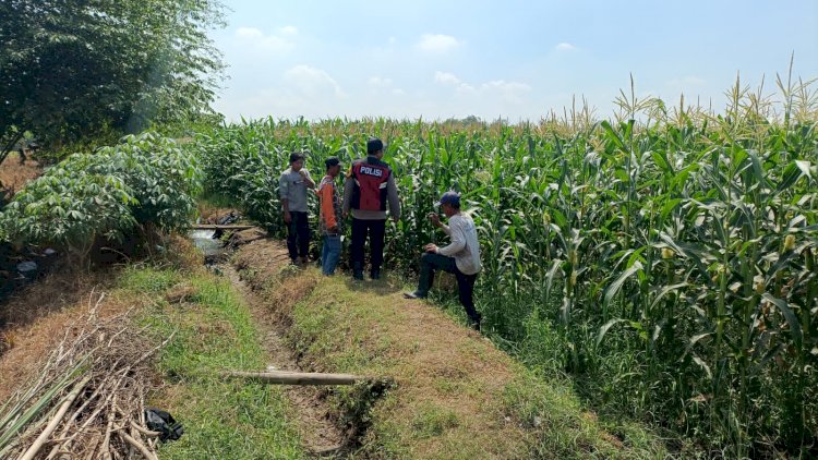 Gelorakan Ketahanan Pangan, Polsek Balongbendo Dampingi Petani Kelola 21 Hektare Lahan Jagung
