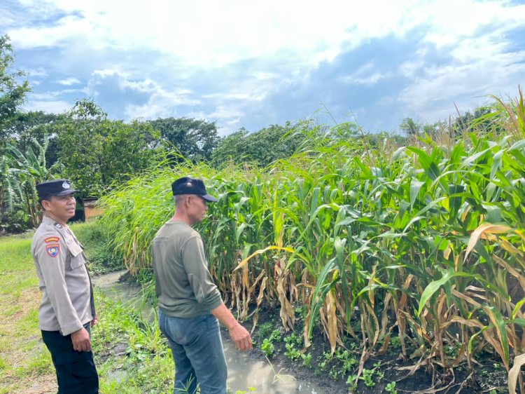 Polisi Sambangi Petani Jagung di Sepanjang, Hadirkan Semangat Baru untuk Ketahanan Pangan