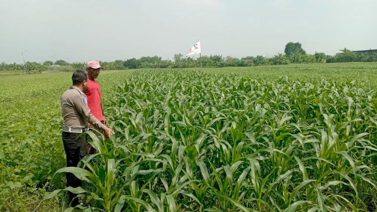 Sinergi Polsek Wonoayu dan Petani Optimalkan Lahan Jagung, Perkuat Program Swasembada Pangan