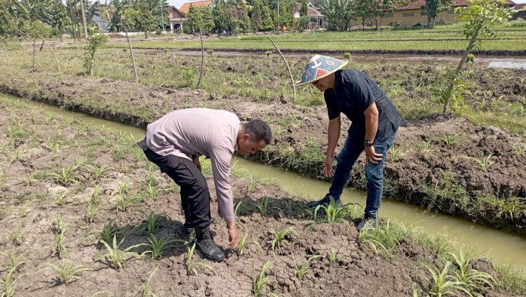 Bhabinkamtibmas Polsek Wonoayu Tinjau Lahan Jagung P2B di Desa Popoh, Dukung Swasembada Pangan Nasional