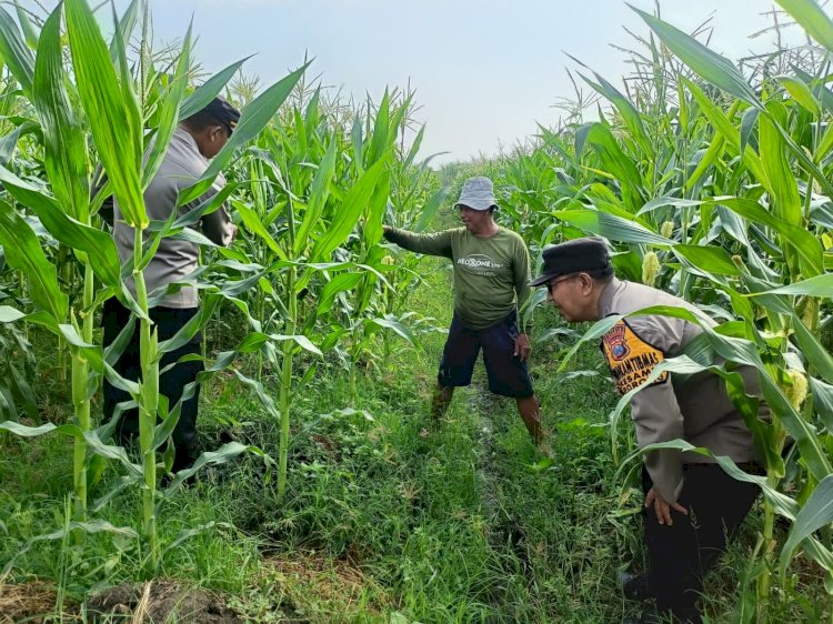 Polsek Porong Patroli Ketahanan Pangan di Desa Kesambi