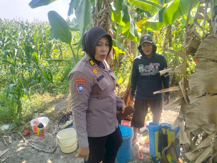 Polsek Gedangan Pastikan Pertumbuhan Jagung Optimal, Perkuat Ketahanan Pangan di Sidoarjo